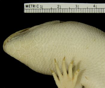 Media type: image; Herpetology R-83064